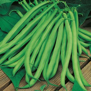 Mr.Fothergill's Climbing Bean Blue Lake